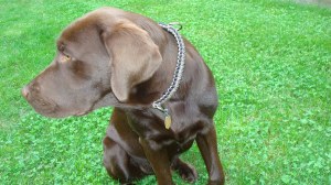 Survival Straps Regular Dog Collar